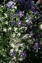 C. 'Pamela' and C. 'Arabella'