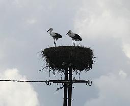 Storks
