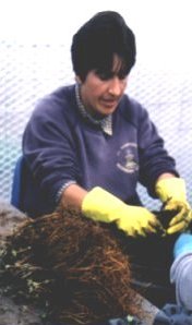 Worker at Guernsey Clematis Nursery preparing plants for export to Joy Creek Nursery, USA