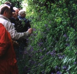 Admiring the bluebells in Guernsey