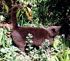 Squirrel, the Mille Fleur cat