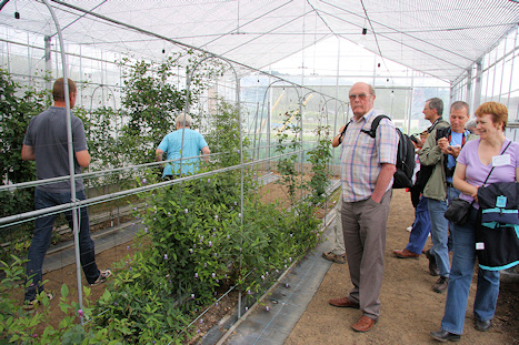 Mr Shibuya Cut Flower Nursery - glass house