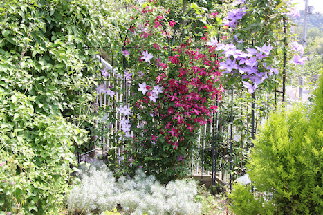 Clematis in Fululu Gardens