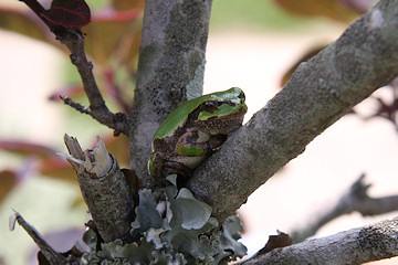 Tree Frog in Fululu Gardens