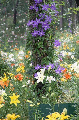 Woodland with lilies and clematis, Kasui Lily Gardens