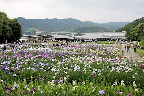 Iris lake at Kamo Hanashobu Iris Garden