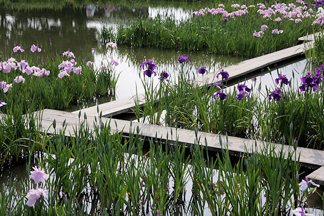 Walkways over lake at Kamo Hanashobu Iris Garden