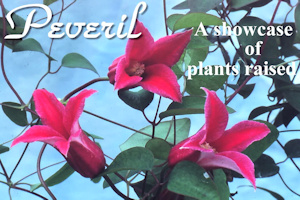 Peveril - A showcase of plants raised
