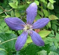 C. 'De Vijfhoeven'&copy;K.Woolfenden