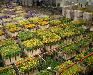 Aalsmeer Flower Auction&copy;K.Woolfenden