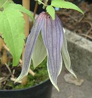 C. 'Elly'&copy;K.Woolfenden