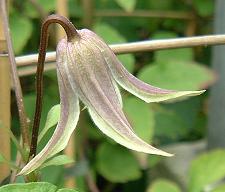 C. 'Anja'&copy;K.Woolfenden