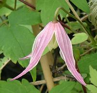 C. 'Florentin'&copy;K.Woolfenden