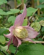 C. 'Eva'&copy;K.Woolfenden