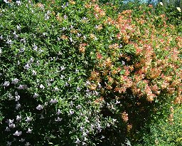 C. 'Blue Boy' and a honeysuckle