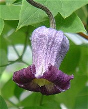 C. pitcheri