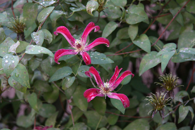 C. texensis in the garden of Doris Starrett©K.Woolfenden