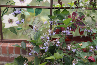 Clematis stained glass window by Pat Eckhardt©K.Woolfenden