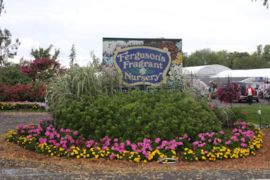 Ferguson's Fragrant Nursery