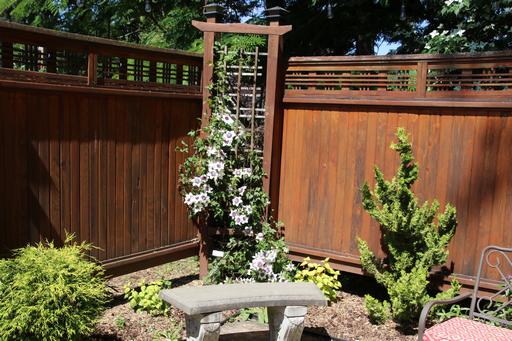 Clematis florida var florida 'Sieboldiana' in a secluded corner&copy;Ken Woolfenden