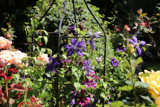 Combination of pink roses and blue clematis&copy;Ken Woolfenden