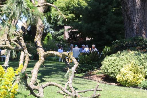 The tree limb bent down to the ground&copy;Ken Woolfenden