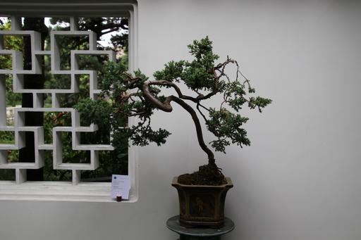 Bonsai&copy;Ken Woolfenden