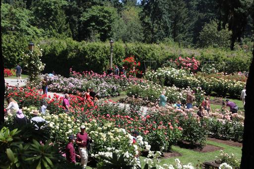 Portland International Rose Test Garden&copy;Ken Woolfenden