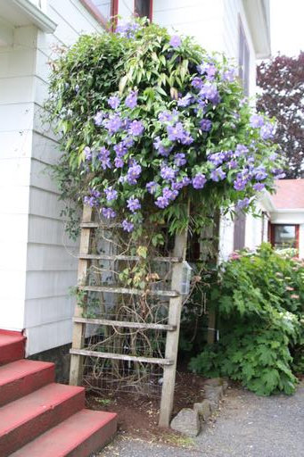 C. 'Perle d'Azur'&copy;Ken Woolfenden