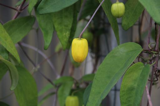 C. otophora (China)&copy;Ken Woolfenden