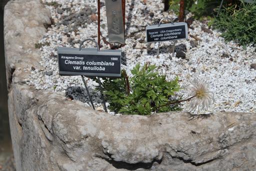 C. columbiana var. tenuiloba&copy;Ken Woolfenden