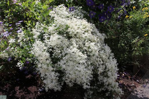 C. mandshurica&copy;Ken Woolfenden