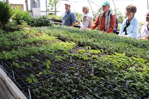 Trays of new clematis&copy;Ken Woolfenden