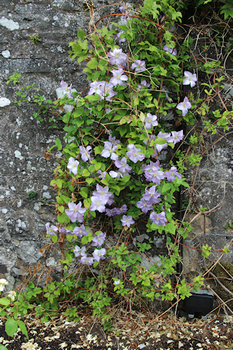C. 'Perle d'Azur'&copy;Ken Woolfenden
