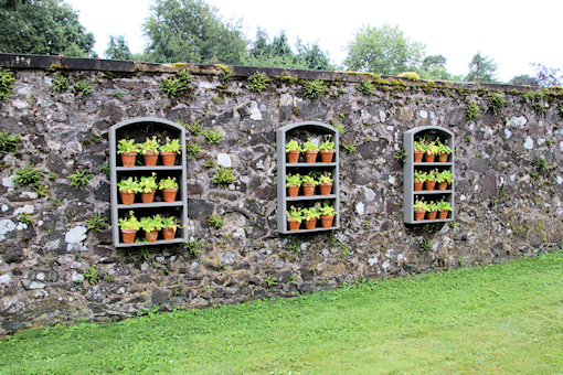 Lovely Auricula display&copy;Ken Woolfenden