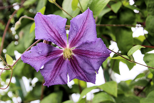C. 'Perle d'Azur'&copy;Ken Woolfenden