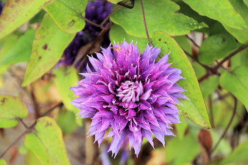 C. 'Multi Blue' single flower&copy;Ken Woolfenden