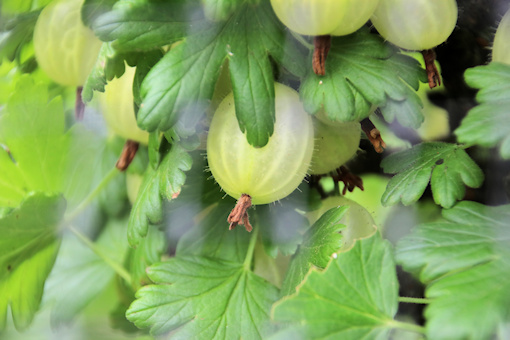 Gooseberry&copy;Ken Woolfenden