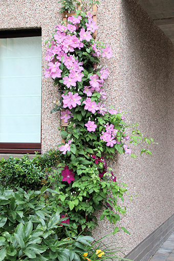 Clematis display&copy;Ken Woolfenden