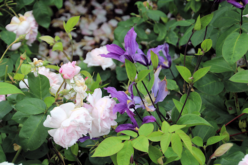 C. 'Fukuzono' and pale pink rose&copy;Ken Woolfenden