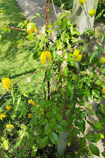 Unknown clematis from the tangutica group&copy;Fiona Woolfenden
