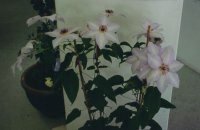 Clematis 'Ideal'