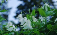 Clematis Hagelby white
