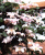 C. 'Huldine'