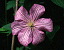 C. 'Comtesse de Bouchaud'
