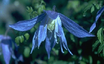 clematis macropetala