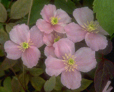 clematis 'Mayleen'