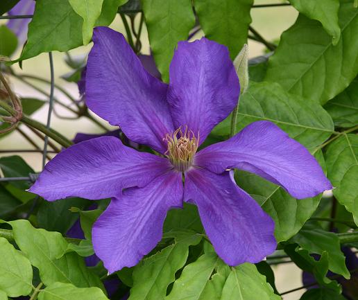 Clematis 'Ascotiensis'©K.Woolfenden