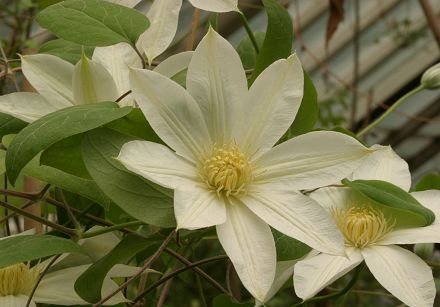 WADA'S PRIMROSE©B.Sundström