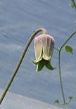 C. reticulata©B.Rogerson